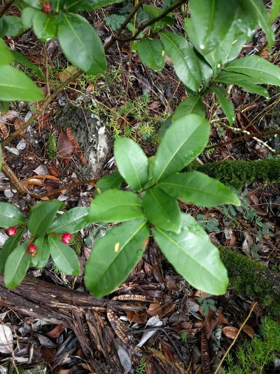 Ochna thomasiana, photographed by Kevin Faccenda