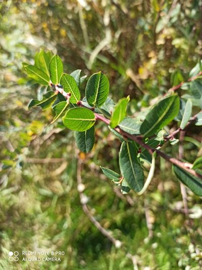 Salix myrtilloides, photographed by Nadezhda Kiseleva