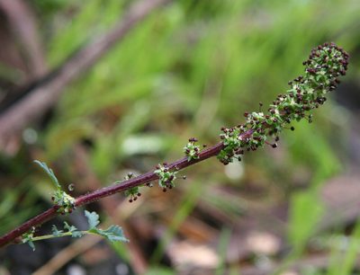 Acaena echinata, photographed by yatesy