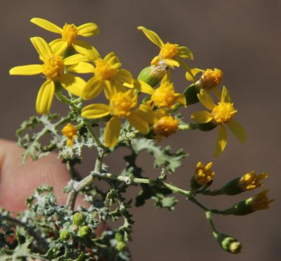 Cineraria lyratiformis, photographed by Tony Rebelo