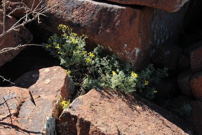 Cineraria lyratiformis, photographed by Tony Rebelo