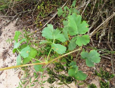 Pelargonium gibbosum, photographed by linkie