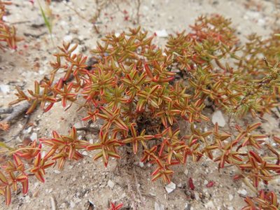 Crassula expansa, photographed by linkie