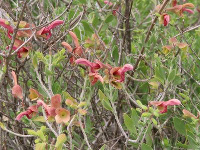 Salvia lanceolata, photographed by linkie
