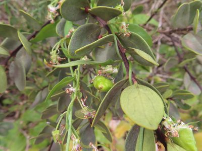 Cyphia crenata, photographed by linkie