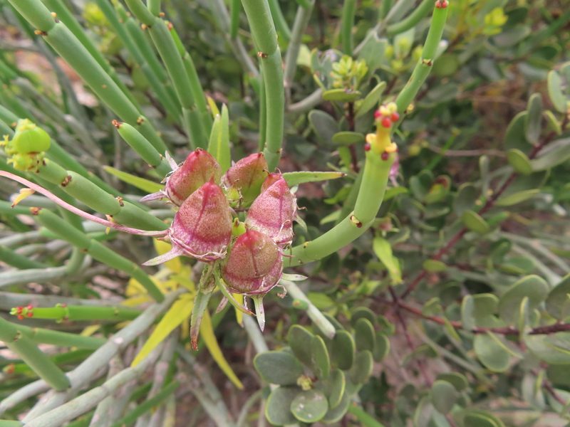 Cyphia crenata, photographed by linkie