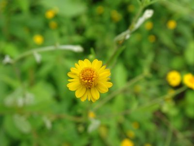 Melampodium gracile, photographed by Alexis López Hernández