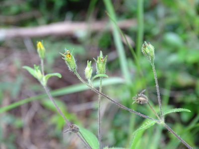 Wedelia acapulcensis, photographed by Alexis López Hernández