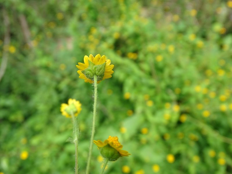 Melampodium gracile, photographed by Alexis López Hernández