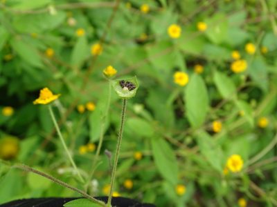 Melampodium gracile, photographed by Alexis López Hernández
