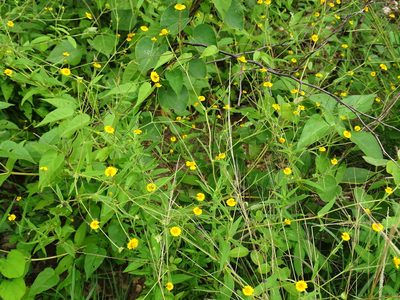 Melampodium gracile, photographed by Alexis López Hernández