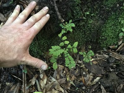 Ackama rosifolia, photographed by Tim Park
