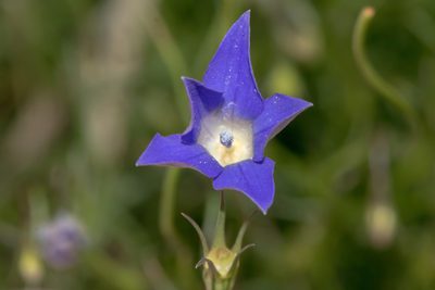 Wahlenbergia luteola, photographed by Andrew Allen