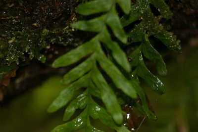 Adenophorus pinnatifidus, photographed by Kevin Faccenda