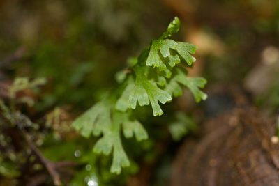 Hymenophyllum recurvum, photographed by Kevin Faccenda