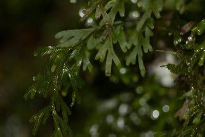 Hymenophyllum recurvum, photographed by Kevin Faccenda