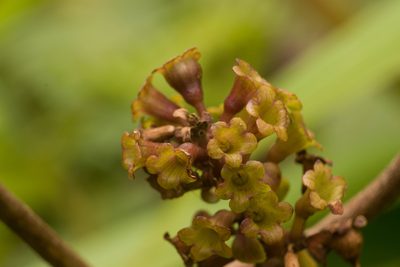 Phyllostegia grandiflora, photographed by Kevin Faccenda