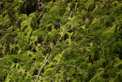 Falcataria falcata, photographed by Kevin Faccenda
