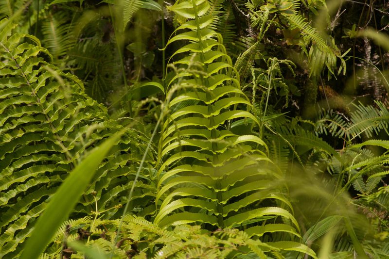 Menisciopsis cyatheoides, photographed by Kevin Faccenda