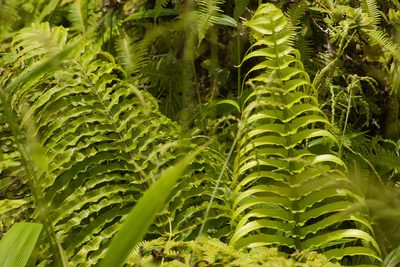 Menisciopsis cyatheoides, photographed by Kevin Faccenda
