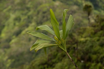 Cordyline fruticosa, photographed by Kevin Faccenda