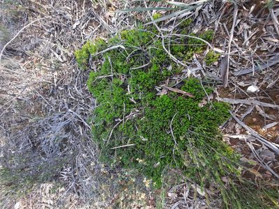 Acrotriche serrulata, photographed by spacegecko