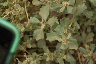 Atriplex muelleri, photographed by Kevin Faccenda