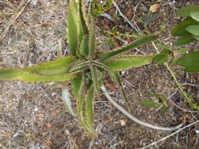 Kalanchoe daigremontiana, photographed by Kevin Faccenda