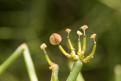 Euphorbia tirucalli, photographed by Kevin Faccenda
