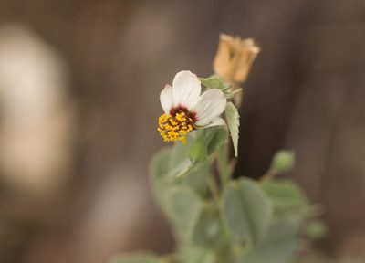 Abutilon incanum, photographed by Kevin Faccenda