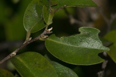 Diospyros sandwicensis, photographed by Kevin Faccenda
