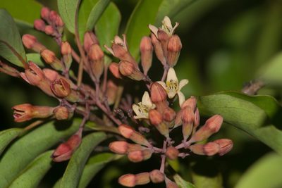 Santalum freycinetianum, photographed by Kevin Faccenda