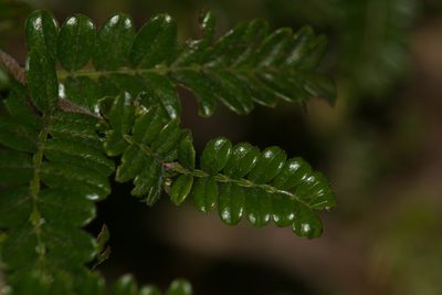 Osteomeles anthyllidifolia, photographed by Kevin Faccenda