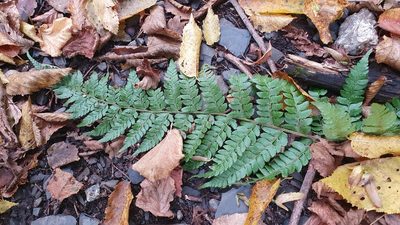 Polystichum braunii, photographed by Nikolay Martyanov