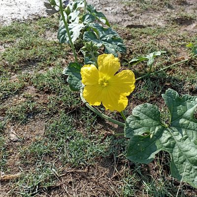 Luffa aegyptiaca, photographed by Paulmathi Vinod