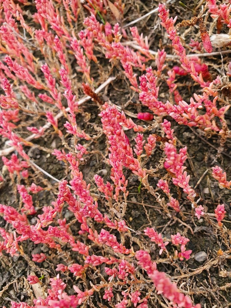 Suaeda corniculata, photographed by Анна Митрошенкова