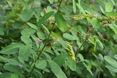 Grona heterocarpos, photographed by Dinesh Valke