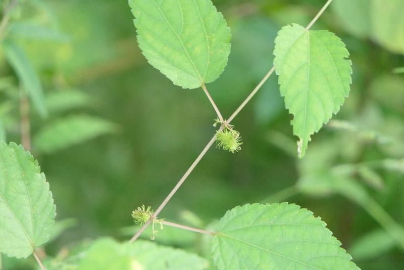 Triumfetta annua, photographed by Dinesh Valke