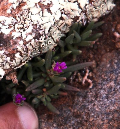 Delosperma lootsbergense, photographed by Tony Rebelo