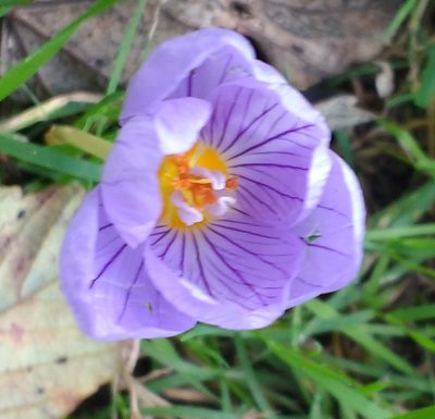 Crocus pulchellus, photographed by Y. Liu