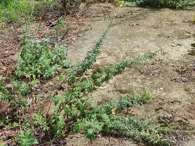 Artemisia verlotiorum, photographed by Andrea Meucci
