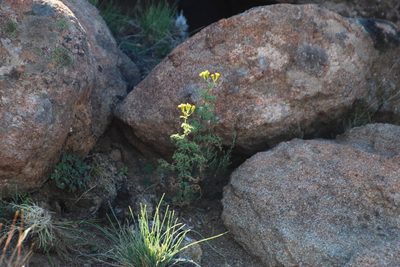 Senecio erysimoides, photographed by Tony Rebelo
