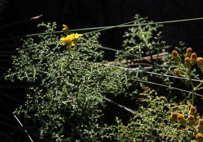 Senecio erysimoides, photographed by Tony Rebelo