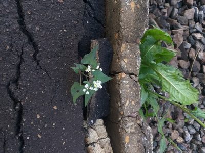 Fagopyrum esculentum, photographed by Dmitriy Bochkov