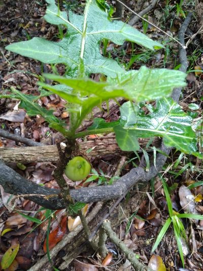 Solanum dasyphyllum, photographed by Rosemary Harrison