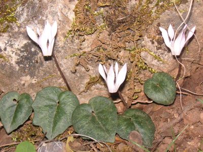 Cyclamen creticum, photographed by Michael Andresek