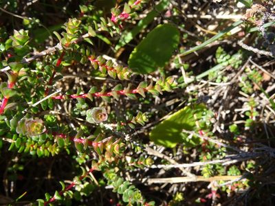 Baeckea imbricata, photographed by Gary Williams