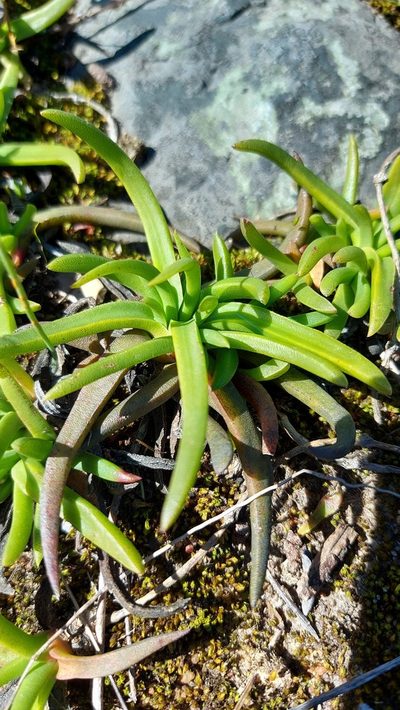 Cephalophyllum parviflorum, photographed by Jacques van der Merwe