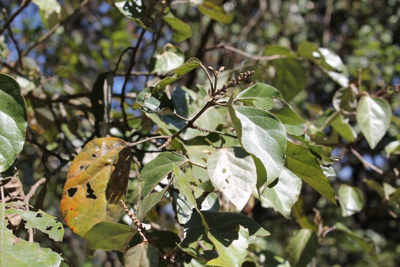Croton guatemalensis, photographed by Viacheslav Shalisko