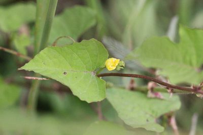 Merremia hederacea, photographed by Agnes Trekker